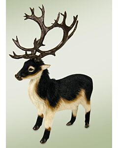 Caribou