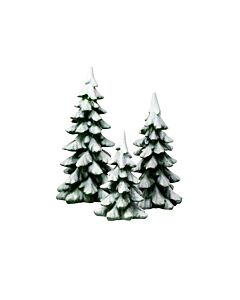 Winter Pines