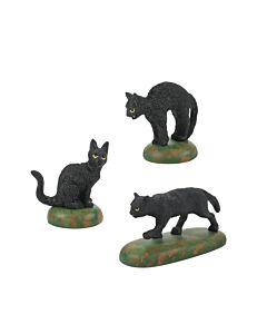 A Clowder Of Black Cats