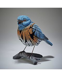 Western Bluebird