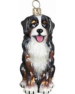 Bernese Mountain Dog - Sitting