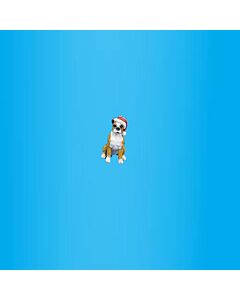 Pit bull