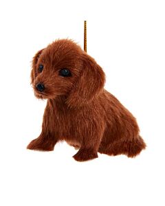 Furry Brown Dachshund Dog