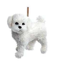 Furry Bichon Frise Dog