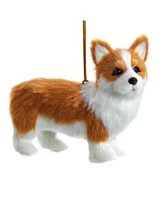Furry Corgi Dog