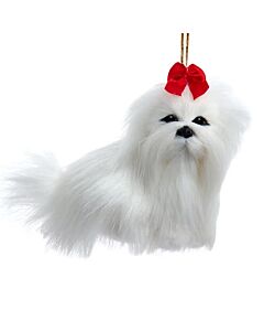 Furry Maltese Dog