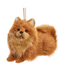Furry Pomeranian Dog