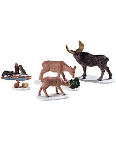 Wild Animals