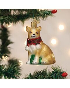 Chubby Chihuahua
