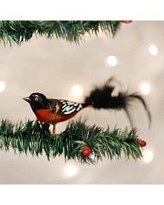 Baltimore Oriole