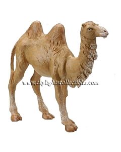 Standing Camel