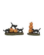 Scary Cats and Pumpkins, Set of 2